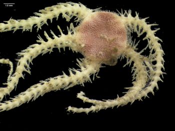Media type: image; Invertebrate Zoology 145164